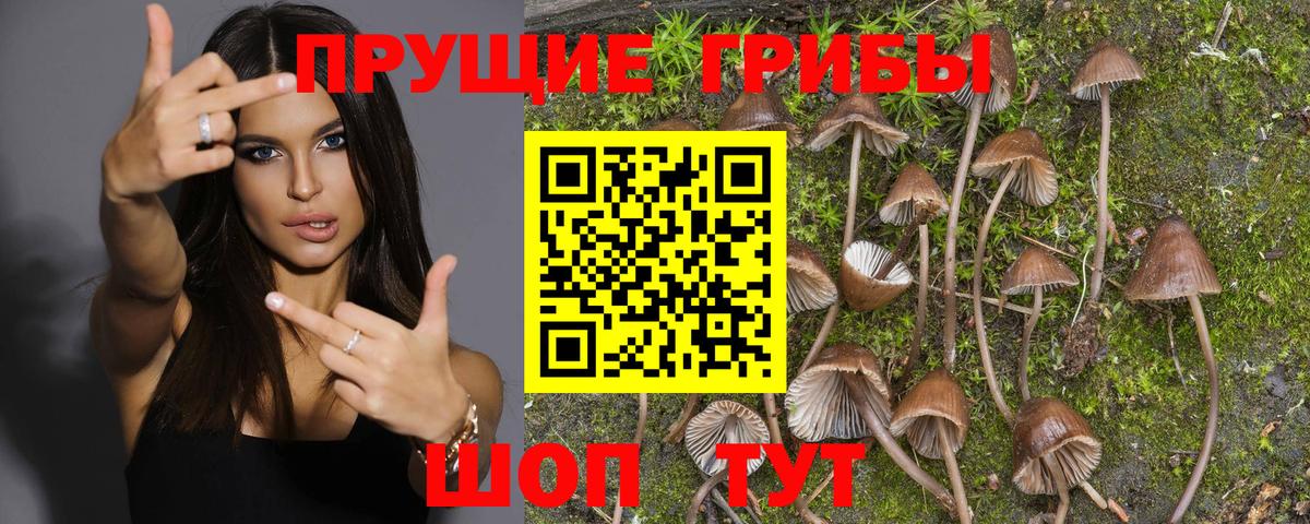 Долгопрудный  Галлюциногенные грибы Psilocybine cubensis  купить закладку  Вход с VPN 